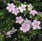 Pink Mountain Serissa Tree - 2.5" Pot - House Plant, Fairy Garden Plant, Bonsai